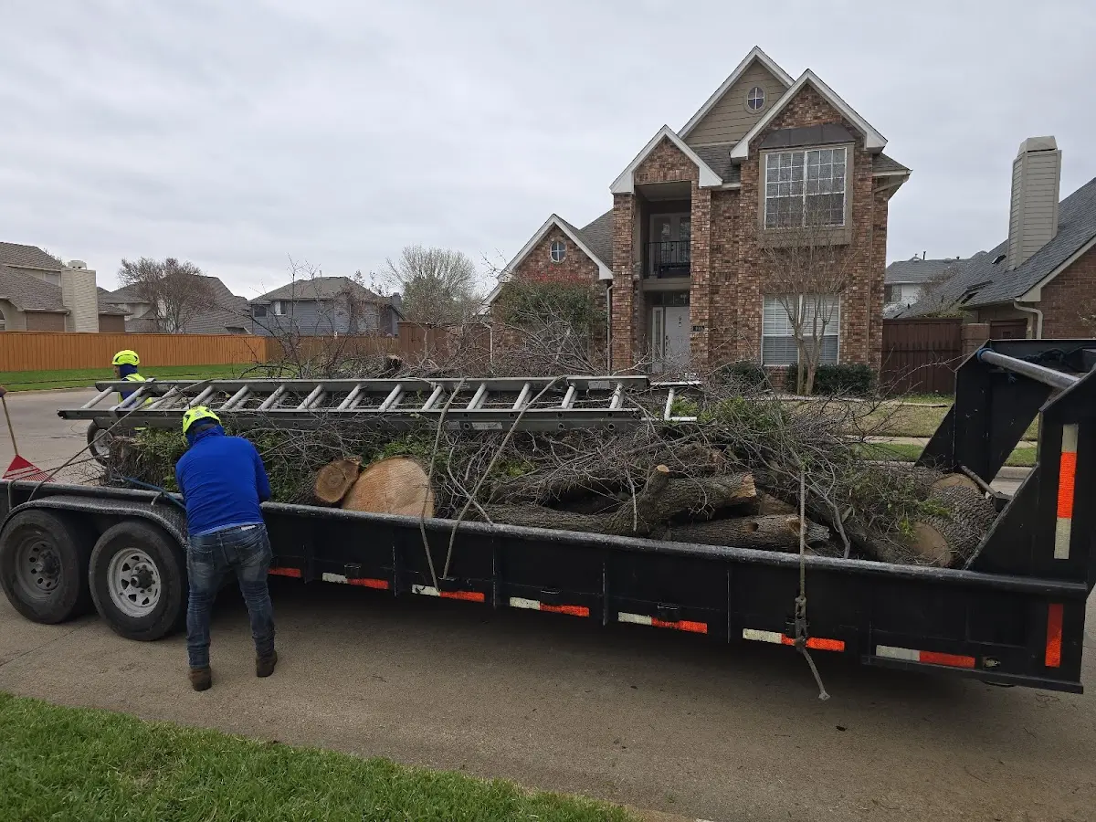 Expert Tree Removal with proper safety equipment in Stonewall